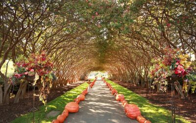 5 Beautiful & Surprising Places to Enjoy Fall Near Denton